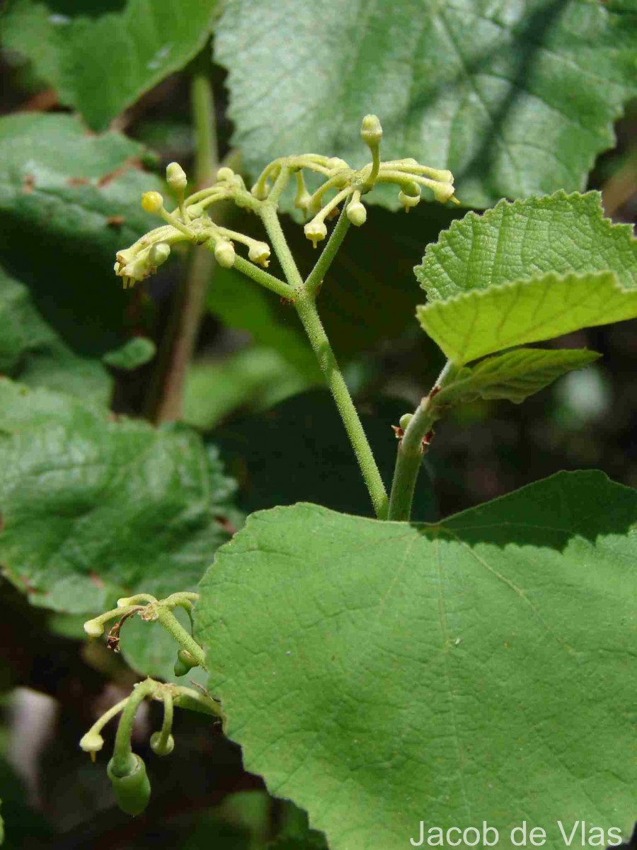 Cissus vitiginea L.
